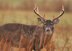 SAMUEL: The truth about soils nutrients and plant nutrition for deer